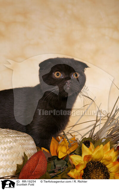 Schottische Faltohrkatze / Scottish Fold / RR-19254