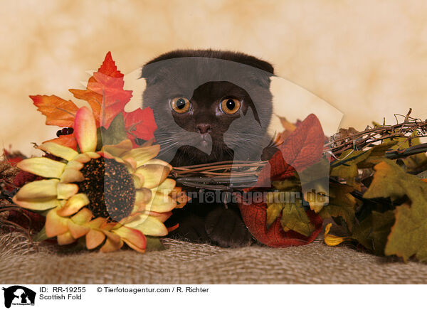 Scottish Fold / RR-19255