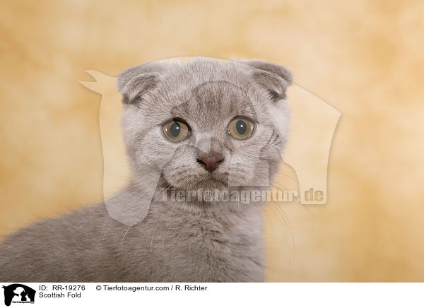Schottische Faltohrkatze / Scottish Fold / RR-19276