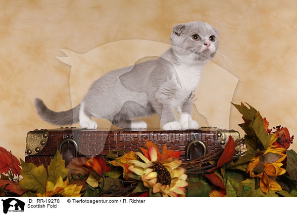 Schottische Faltohrkatze / Scottish Fold / RR-19278