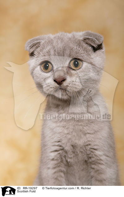 Schottische Faltohrkatze / Scottish Fold / RR-19297