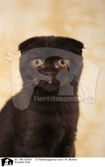 Schottische Faltohrkatze / Scottish Fold / RR-19304