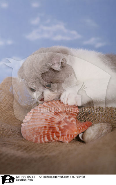 Schottische Faltohrkatze / Scottish Fold / RR-19351