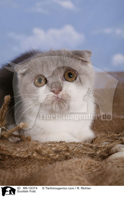 Schottische Faltohrkatze / Scottish Fold / RR-19374