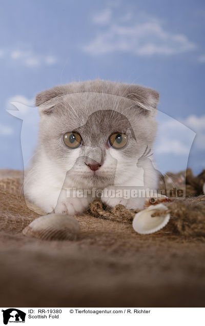 Schottische Faltohrkatze / Scottish Fold / RR-19380