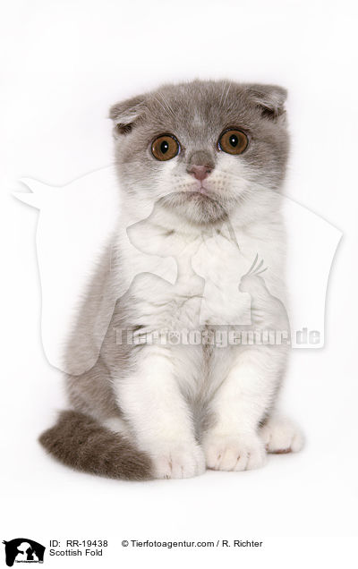Schottische Faltohrkatze / Scottish Fold / RR-19438