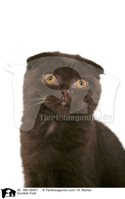 Scottish Fold / RR-19467