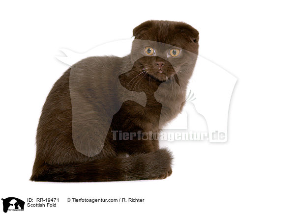 Schottische Faltohrkatze / Scottish Fold / RR-19471