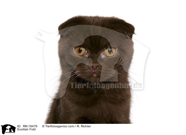 Schottische Faltohrkatze / Scottish Fold / RR-19476