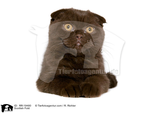 Scottish Fold / RR-19480