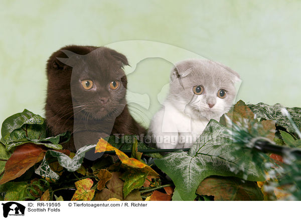 Schottische Faltohrkatzen / Scottish Folds / RR-19595