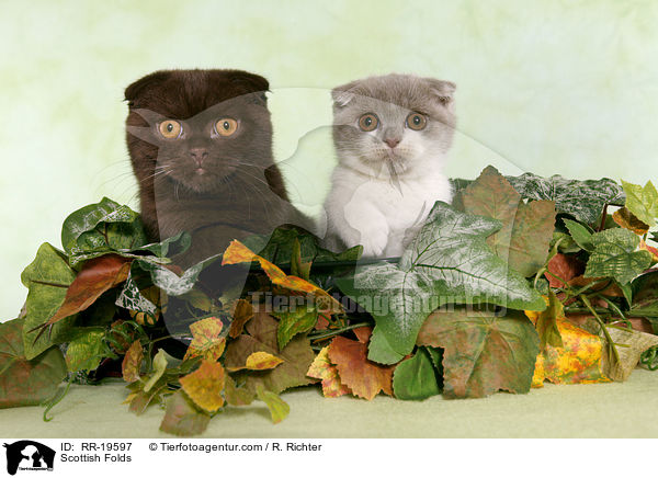 Schottische Faltohrkatzen / Scottish Folds / RR-19597