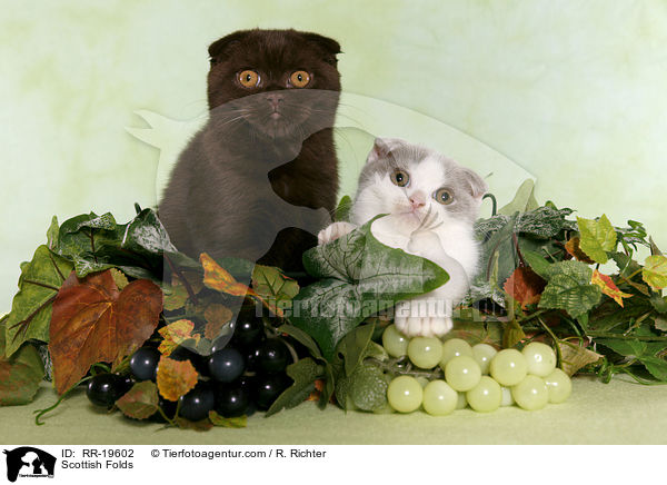Schottische Faltohrkatzen / Scottish Folds / RR-19602