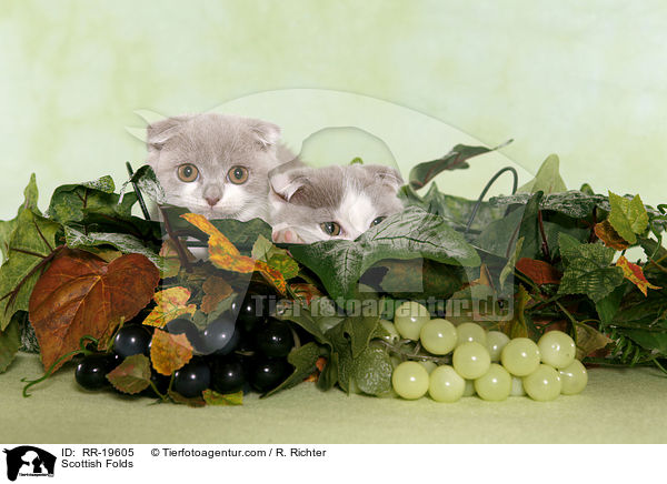 Schottische Faltohrkatzen / Scottish Folds / RR-19605