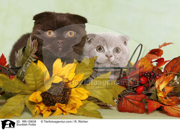 Scottish Folds / RR-19608