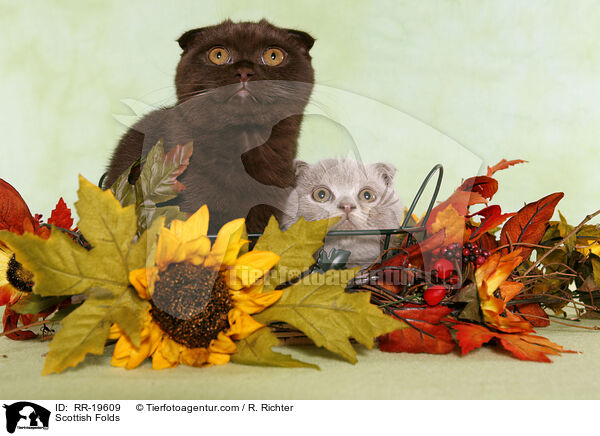 Schottische Faltohrkatzen / Scottish Folds / RR-19609