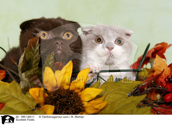 Schottische Faltohrkatzen / Scottish Folds / RR-19611