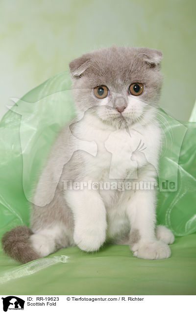 Schottische Faltohrkatze / Scottish Fold / RR-19623