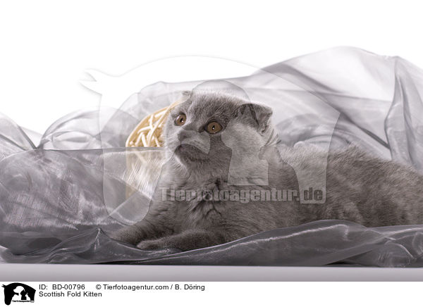 Scottish Fold Kitten / BD-00796