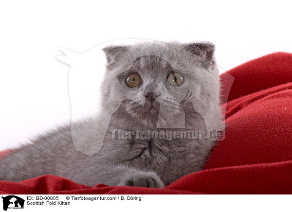 Scottish Fold Kitten / BD-00805