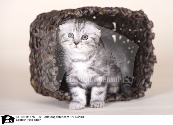 Scottish Fold kitten / NN-01476