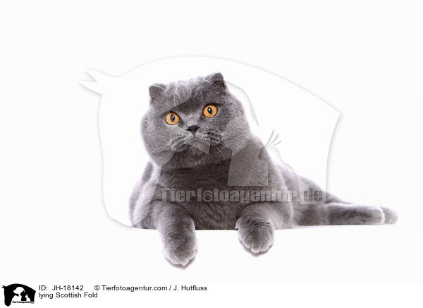 lying Scottish Fold / JH-18142