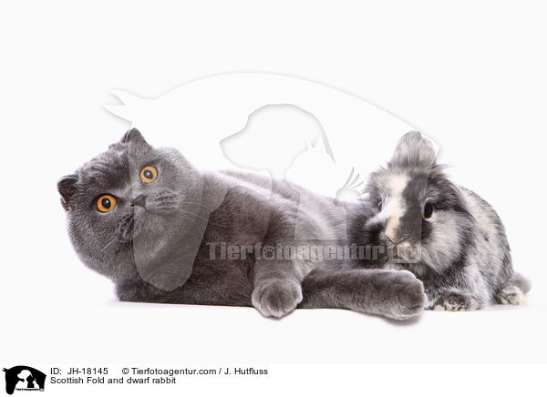Scottish Fold and dwarf rabbit / JH-18145