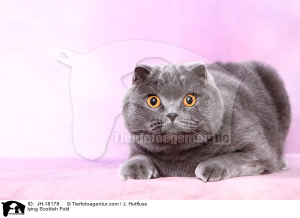 lying Scottish Fold / JH-18178
