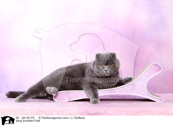 lying Scottish Fold / JH-18179