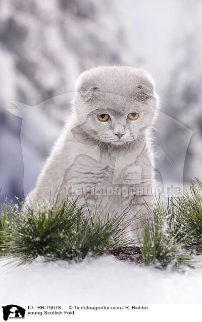 young Scottish Fold / RR-79678