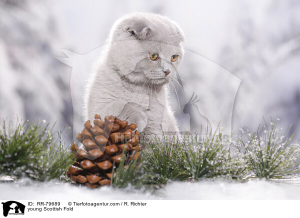 young Scottish Fold / RR-79689