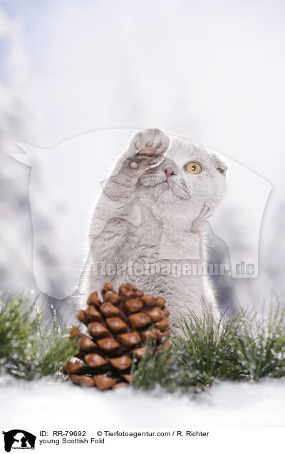 junge Schottisch Faltohr / young Scottish Fold / RR-79692