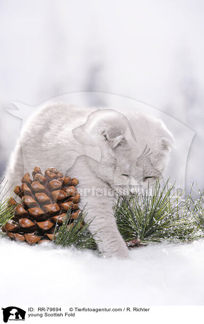 young Scottish Fold / RR-79694