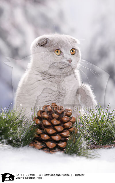 junge Schottisch Faltohr / young Scottish Fold / RR-79698