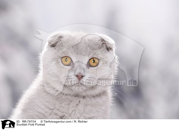 Scottish Fold Portrait / RR-79704