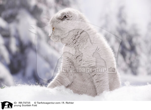 young Scottish Fold / RR-79705