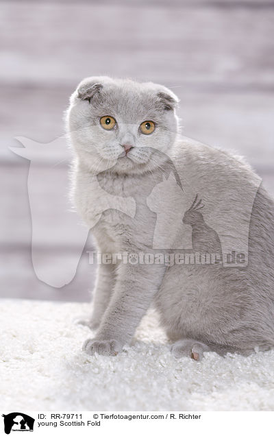 young Scottish Fold / RR-79711