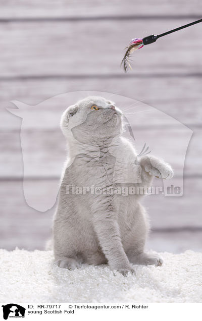 junge Schottisch Faltohr / young Scottish Fold / RR-79717
