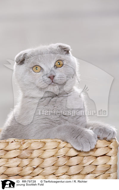 junge Schottisch Faltohr / young Scottish Fold / RR-79728