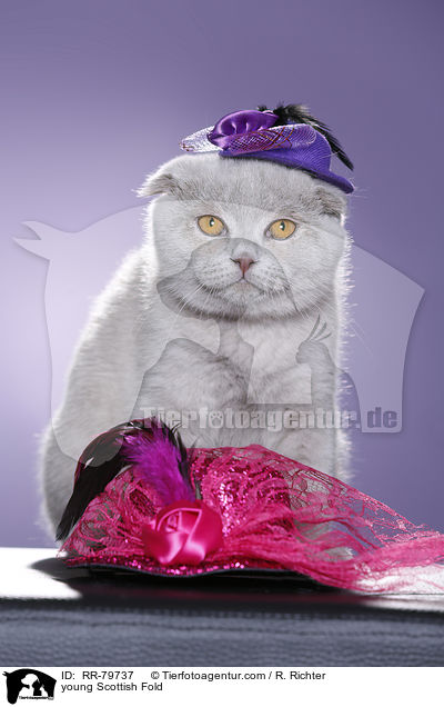 young Scottish Fold / RR-79737