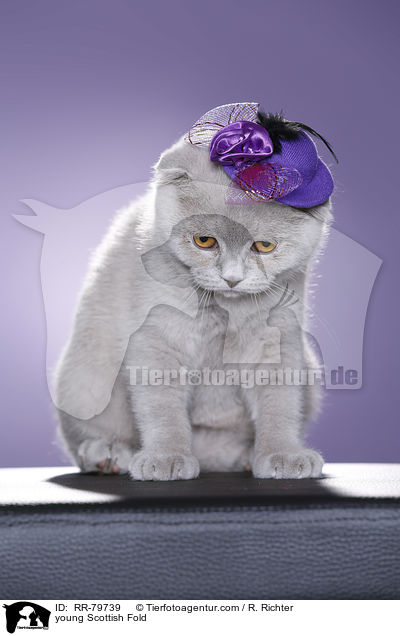 junge Schottisch Faltohr / young Scottish Fold / RR-79739