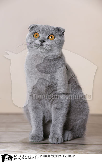 young Scottish Fold / RR-88104