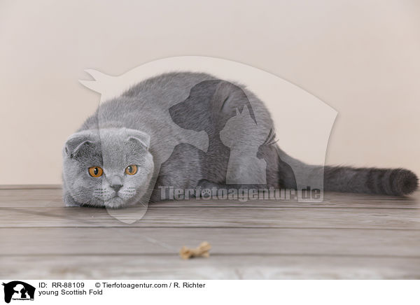 junge Schottische Faltohrkatze / young Scottish Fold / RR-88109