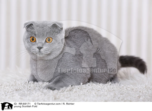 young Scottish Fold / RR-88171