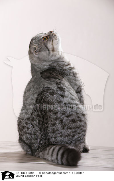 junge Scottish Fold / young Scottish Fold / RR-88886