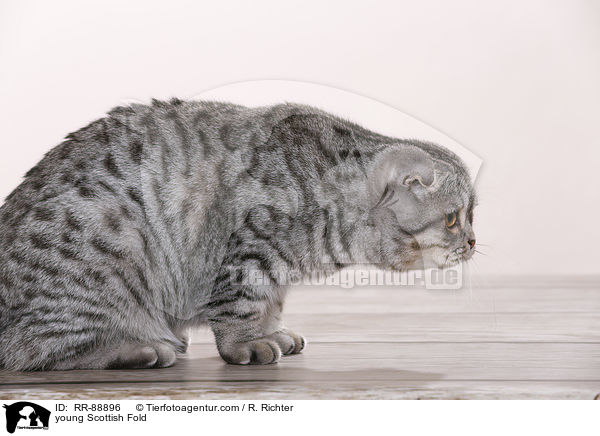 junge Scottish Fold / young Scottish Fold / RR-88896