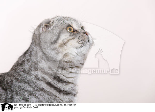 junge Scottish Fold / young Scottish Fold / RR-88897