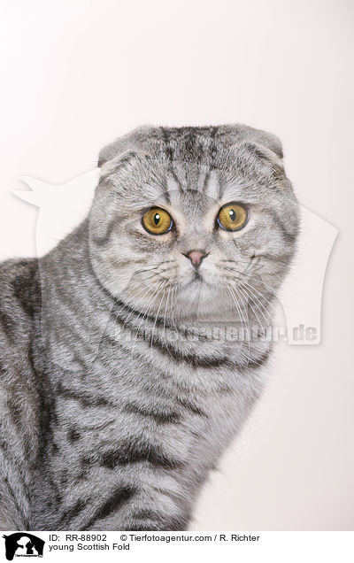 junge Scottish Fold / young Scottish Fold / RR-88902