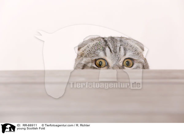 junge Scottish Fold / young Scottish Fold / RR-88911