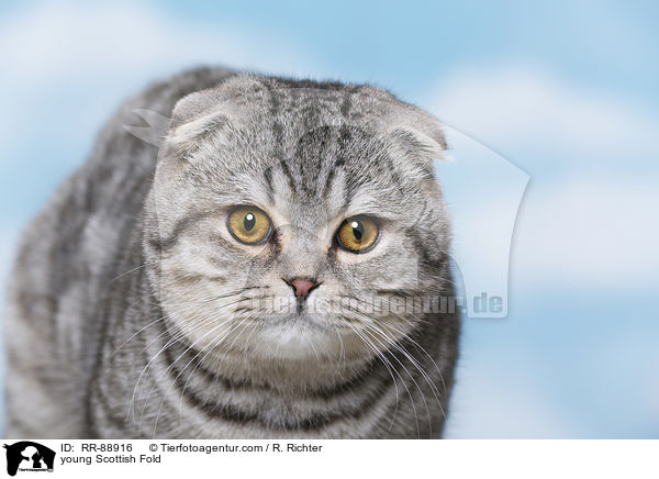 junge Scottish Fold / young Scottish Fold / RR-88916